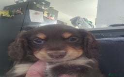 Cocker Spaniel dogs for sale: 3 kc reg working cocker spaniels avaliable  - Image 16