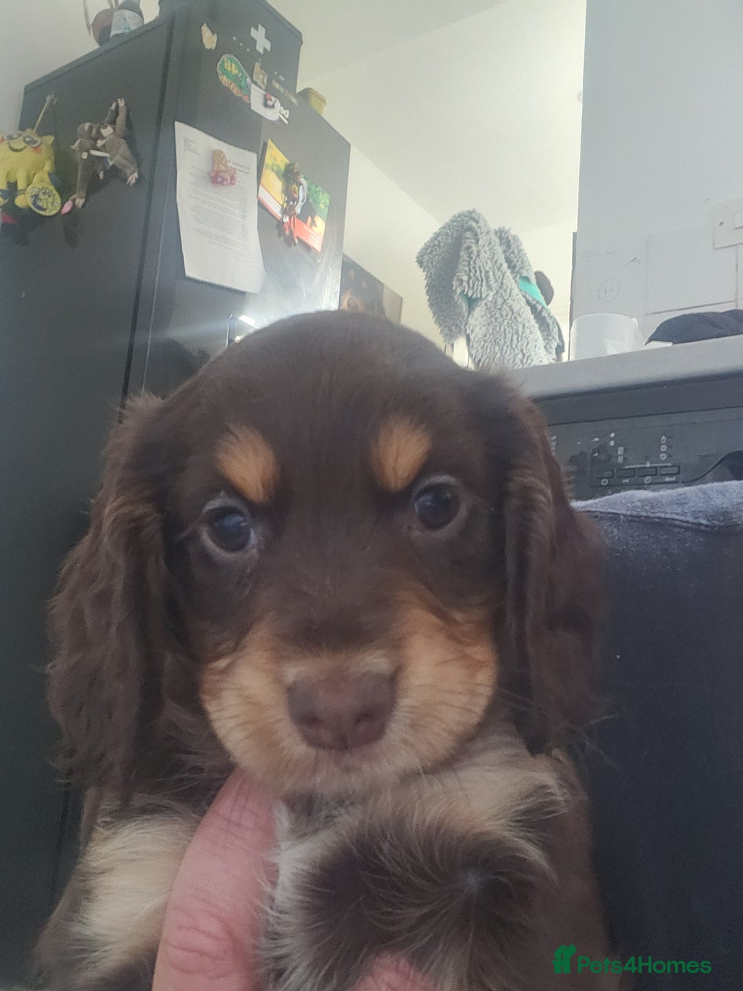 Cocker Spaniel dogs for sale: 3 kc reg working cocker spaniels avaliable  - Image 16