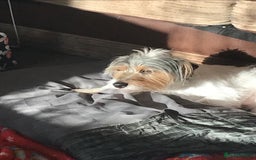 Mixed Breed dogs for sale: Adorable puppies - Image 18
