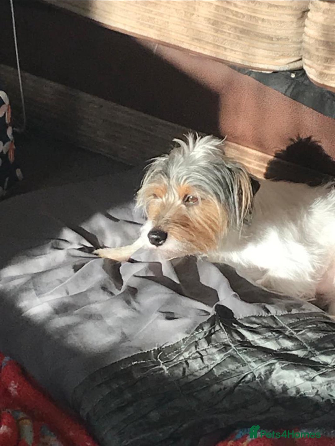 Mixed Breed dogs for sale: Adorable puppies - Image 18