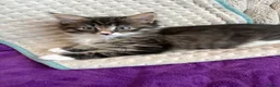 Maine Coon cats for sale: 3/4 Maine Coon kittens  in Ryton - Advert 21