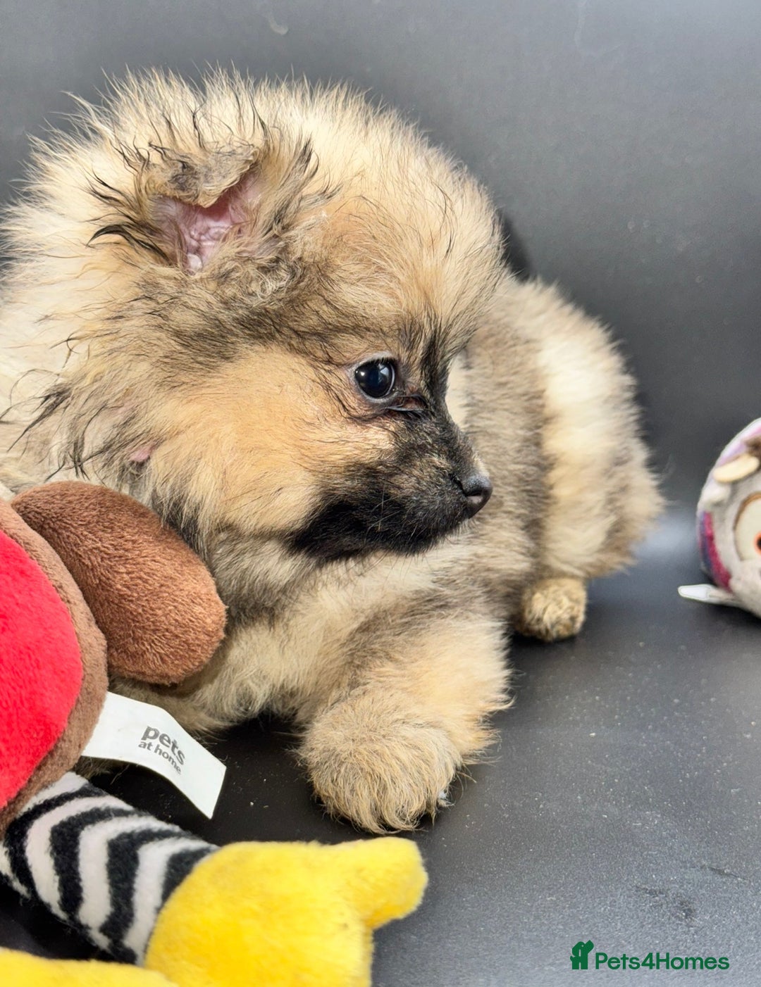 Pomeranian dogs for sale: 6 Adorable Mini/Tiny/ Fluffy Pomeranian Puppies  - Advert 21