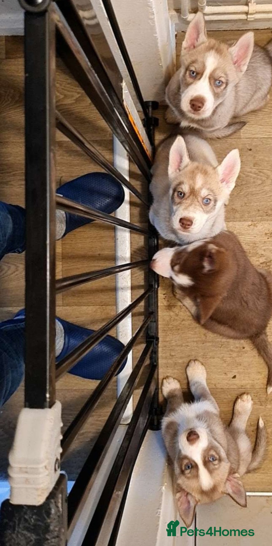 Siberian Husky dogs for sale: Siberian husky puppies  - Advert 1