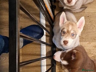 Siberian Husky dogs Siberian husky puppies - Advert 3