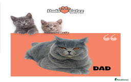 British Shorthair cats for sale: Pedigree BSH Last Female kitten ready to go!! - Image 26