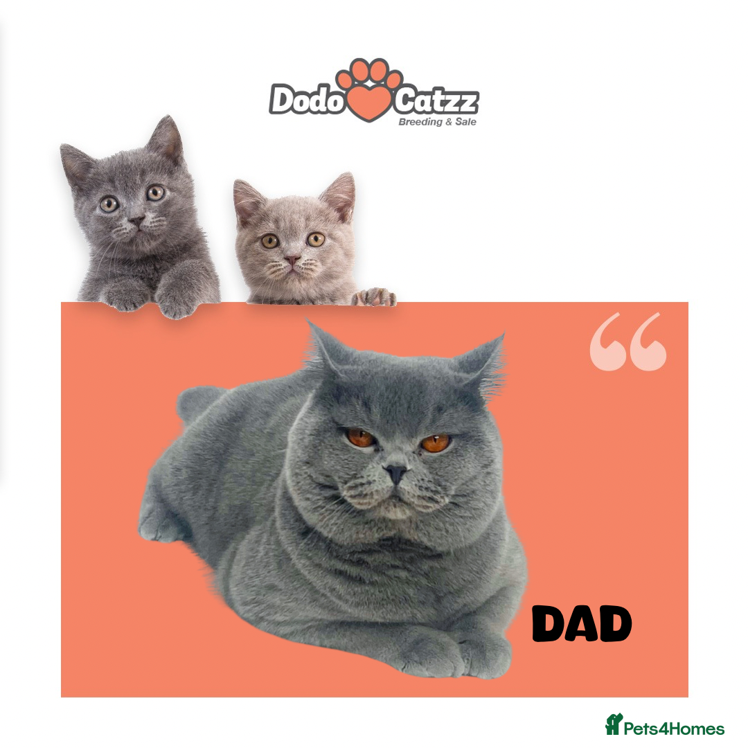 British Shorthair cats for sale: Pedigree BSH Last Female kitten ready to go!! - Image 26
