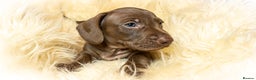 Miniature Dachshund dogs for sale: Miniature Dachshund - Advert 6