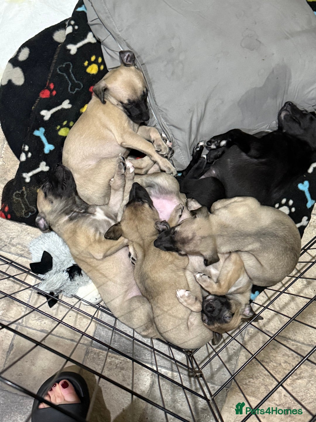 Whippet dogs for sale: 5 whippet puppies  - Image 10