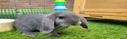 Mini Lop rabbits for sale: Beautiful Mini Lop Mix Rabbits - READY THURSDAY  - Advert 11