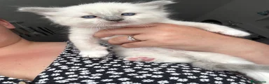 Ragdoll Dark Pink Collar Girl 