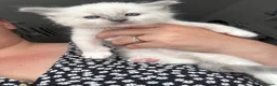 Ragdoll cats for sale: Adorable Ragdoll Kittens Ready for Reserving in Huntingdon - Advert 3