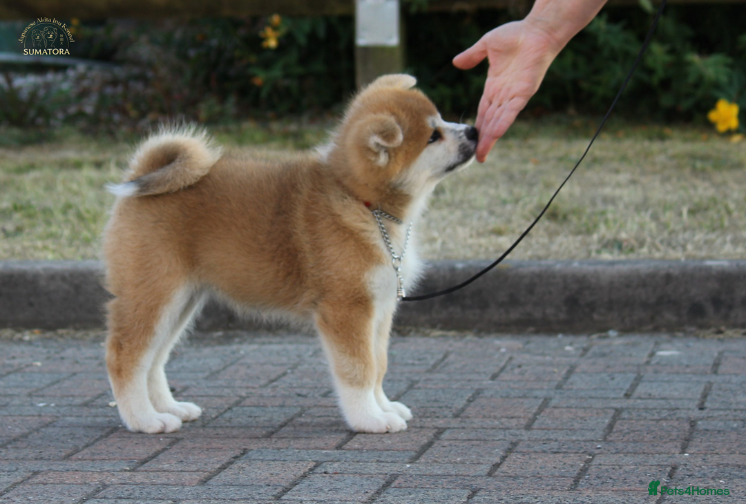 Japanese Akita Inu dogs for sale: ♥OUR PUPPIES ARRIVED♥ in Builth Wells - Image 35