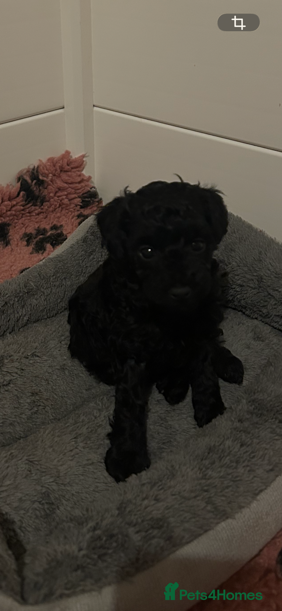 Toy Poodle dogs for sale: kc toy poodles by fully health tested parents - Advert 5