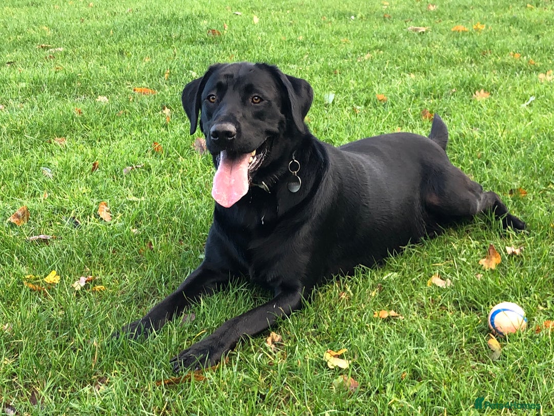 Labrador Retriever dogs for stud: KC registered Black Labrador Retriever for stud  in Bournemouth - Image 1