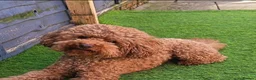 Poochon dogs for sale: ONLY 2 BOYS LEFT!!! TOY POOCHON TEDDY BEARS in Chorley - Advert 12