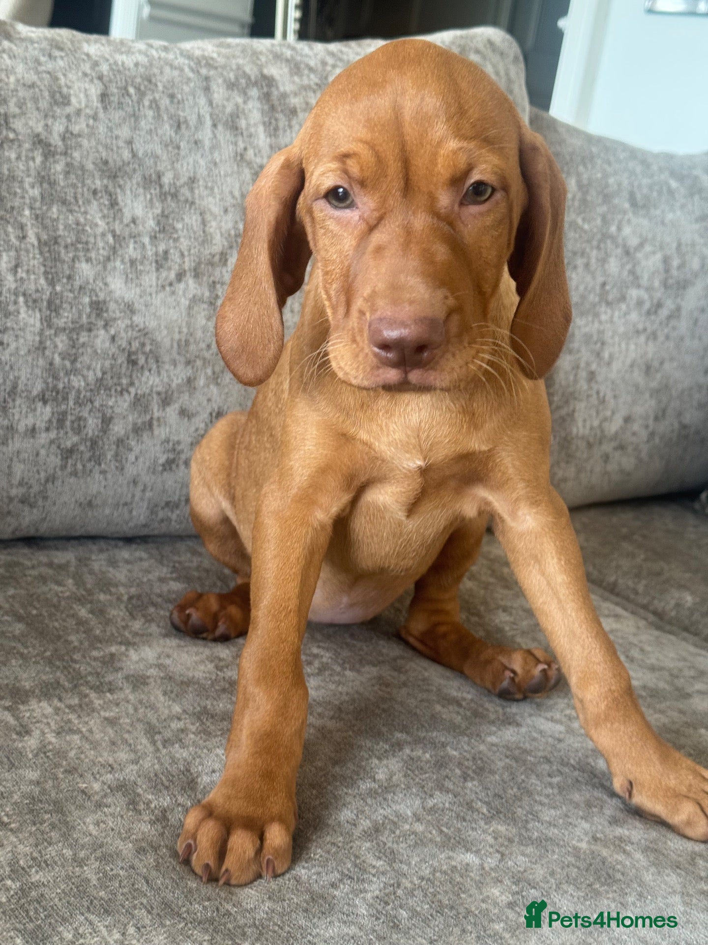 Hungarian Vizsla dogs TRUE HUNGARIAN VIZSLA PUPPIES  - Advert 1
