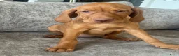 Hungarian Vizsla dogs for sale: TRUE HUNGARIAN VIZSLA PUPPIES  - Advert 1