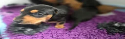 Miniature Dachshund dogs for sale: KC miniature dachshund puppies - Advert 3