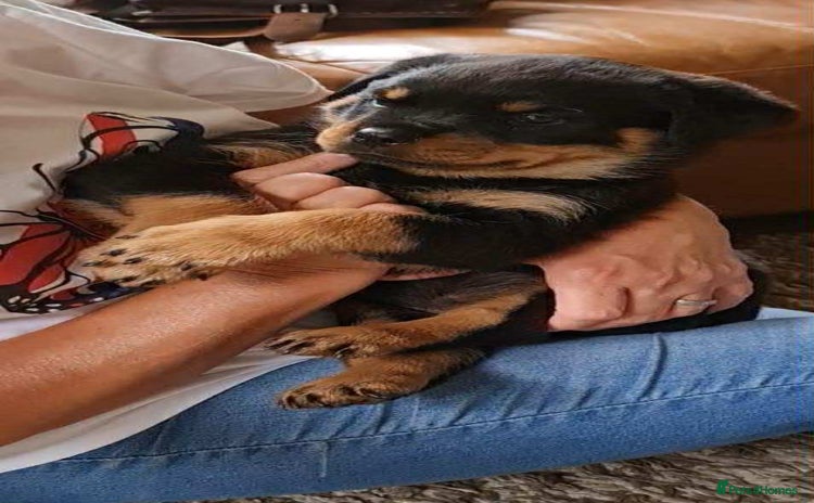 Rottweiler dogs - Advert 1