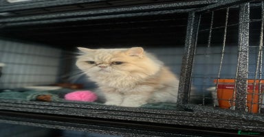 Persian cats - Advert 1