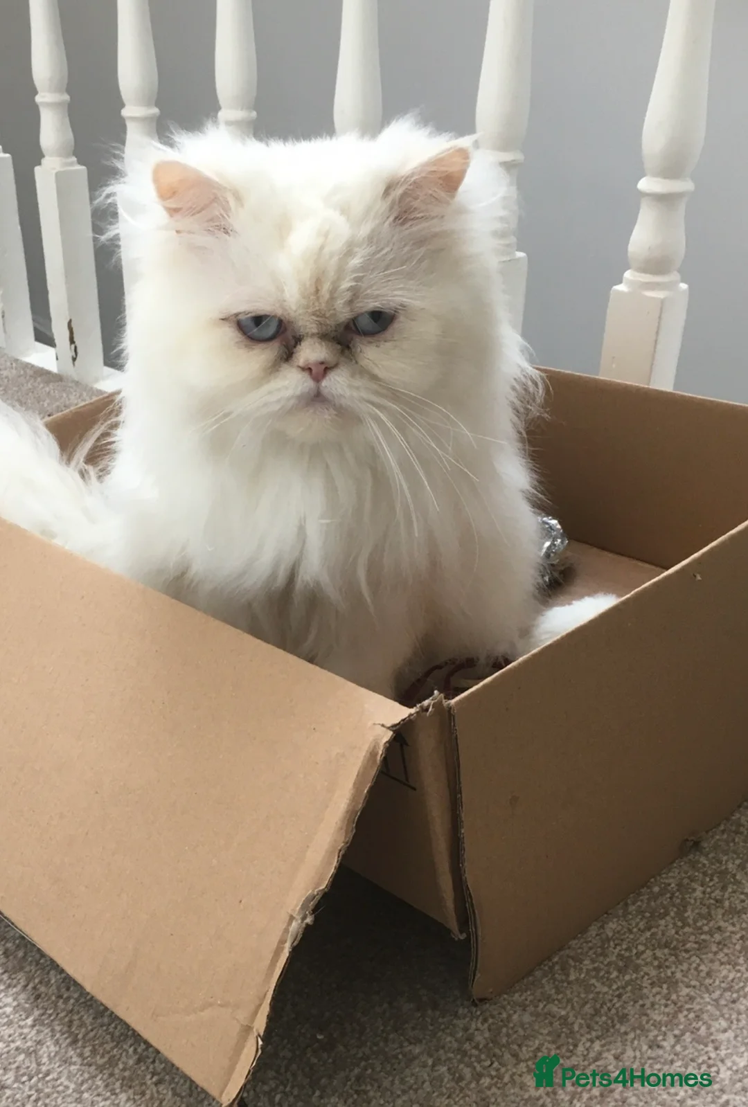 Persian cats for sale: Affectionate Persian Female  in London - Advert 2