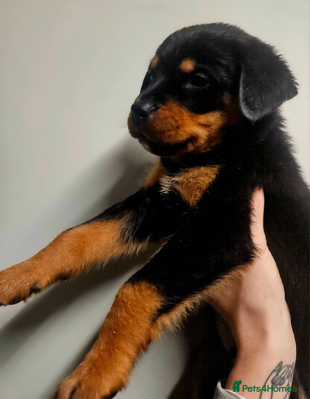 Rottweiler dogs for sale: READY NOW- Beautiful Rottweiler Puppies - Image 13