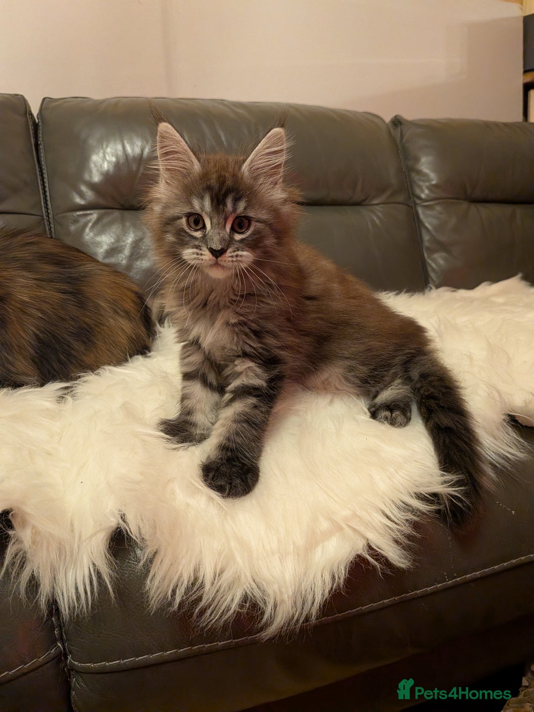 Maine Coon cats for sale: Maine coon kittens - Advert 9