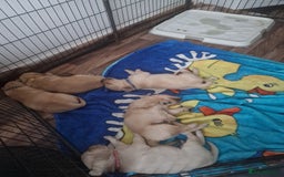 Golden Retriever dogs for sale: 🦮 two beautiful boys available  ❤️❤️ in Aberystwyth - Image 25