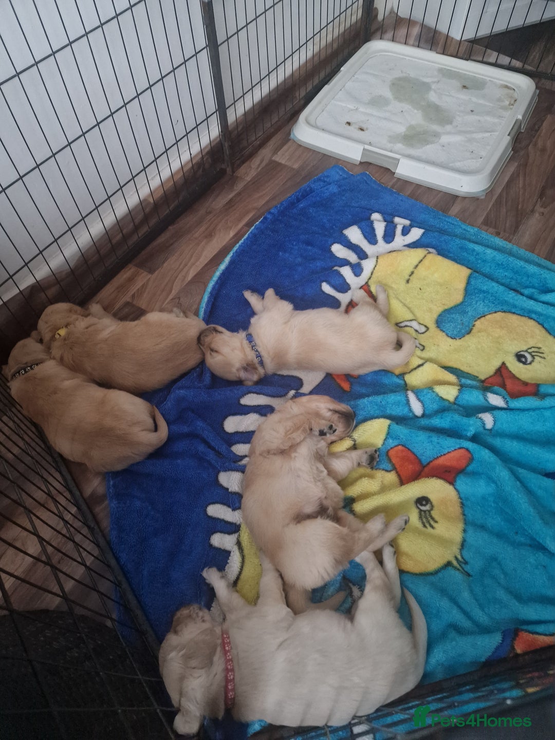 Golden Retriever dogs for sale: 🦮 two beautiful boys available  ❤️❤️ in Aberystwyth - Image 25