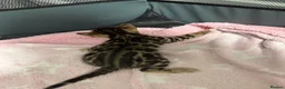 Bengal cats for sale: TIKA registered 5th Pedigree bengal kittens  - Advert 14