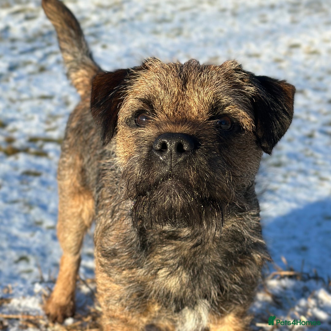 Border Terrier dogs for stud: SLEM Clear - KC Registered Stud Dog in Laurencekirk - Advert 4