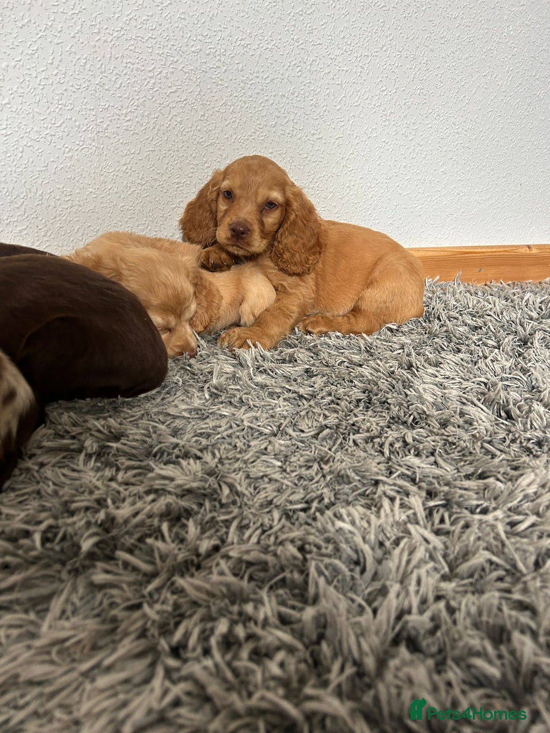 Cocker Spaniel dogs for sale: Cocker spaniel puppies - Image 4