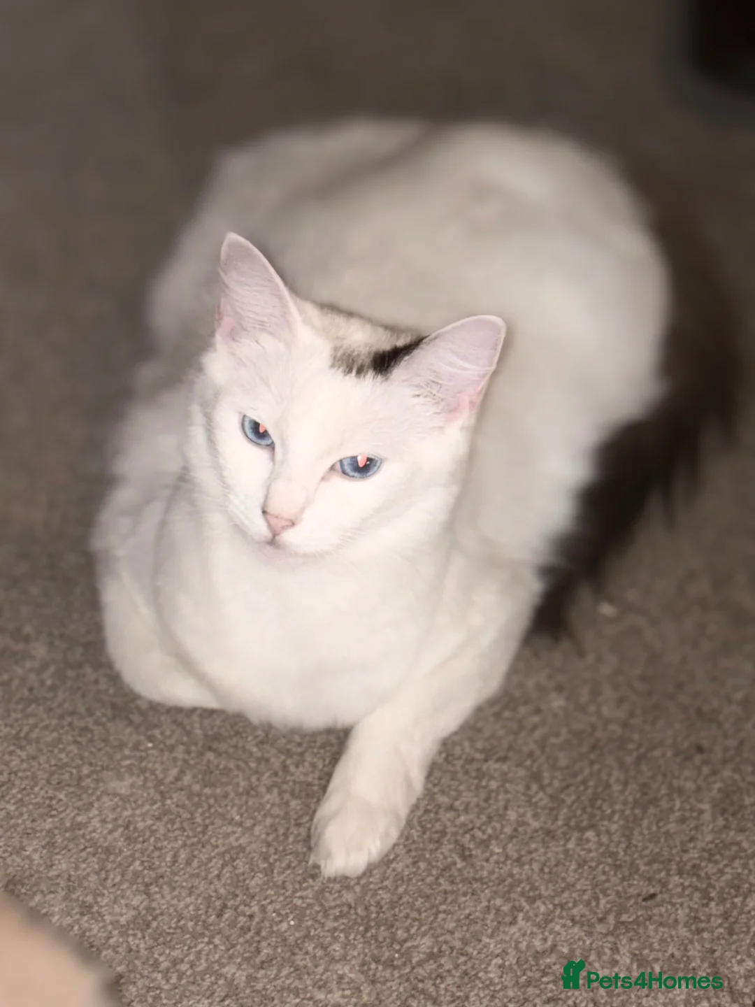 Ragdoll cats for sale: King and Queen ragdoll  - Advert 2