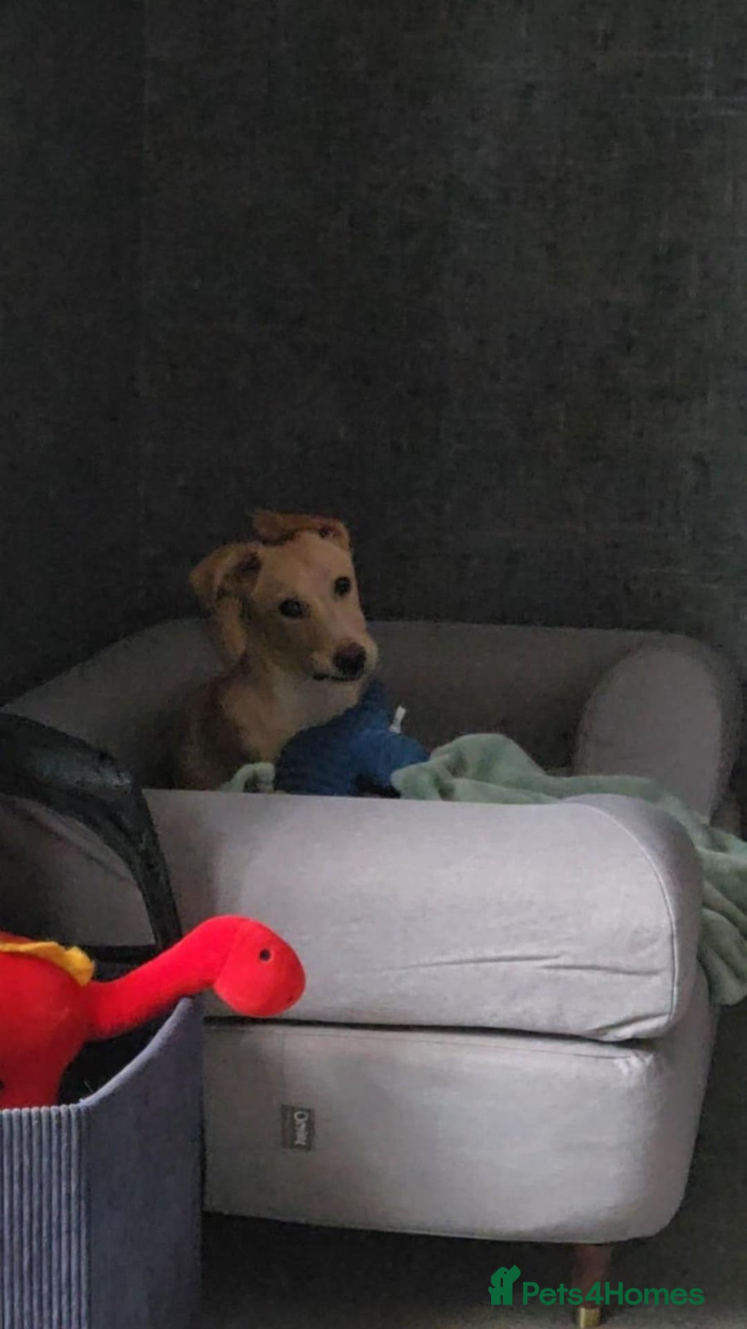 Mixed Breed dogs for adoption: Fely  - Image 6