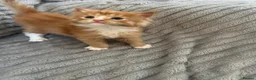 Maine Coon cats for sale: Beautiful Maine coon kittens - Advert 8