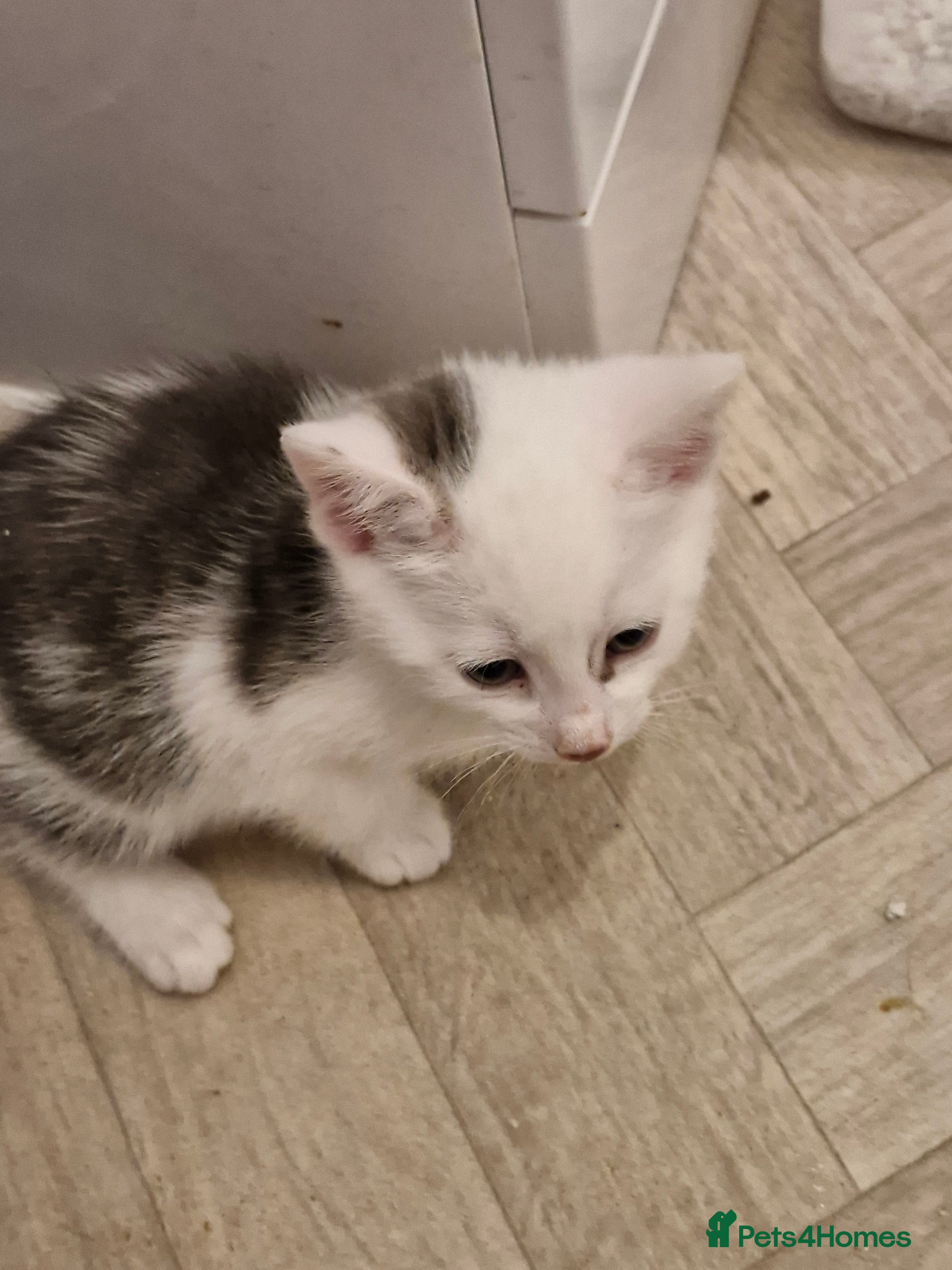 British Shorthair cats STUNNING RARE DILUTE CALICO KITTENS   - Advert 2