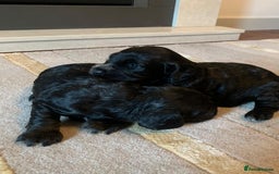 Cocker Spaniel dogs for sale: COCKER SPANIELS - Advert 14