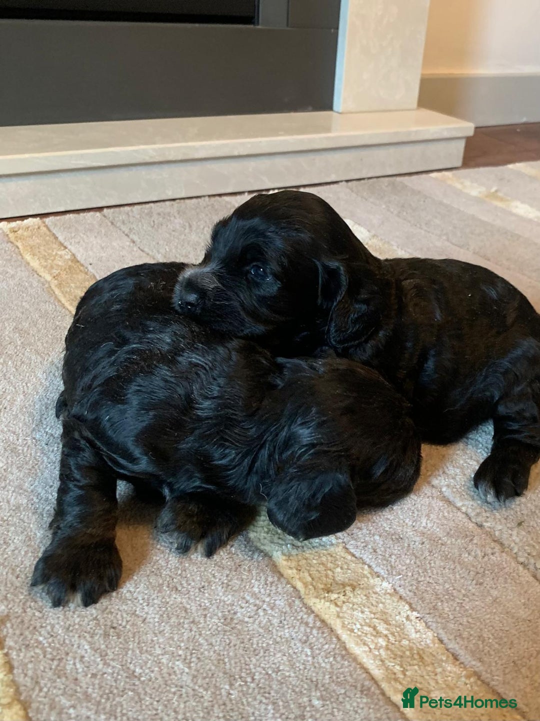 Cocker Spaniel dogs for sale: COCKER SPANIELS - Advert 14
