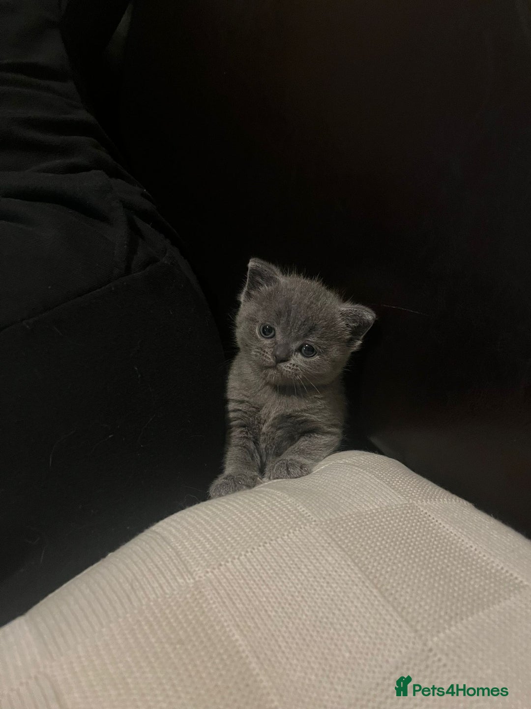 Scottish Fold cats for sale: Two beautiful kittens for sale - Advert 2