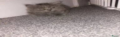 Ragdoll 1