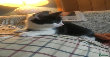 Mixed Breed cats - Advert 14
