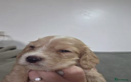 Cocker Spaniel dogs for sale: 6 week old cocker spaniel puppies  - Image 1
