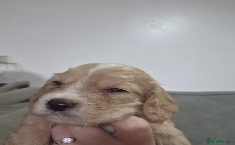 Cocker Spaniel dogs - Advert 2