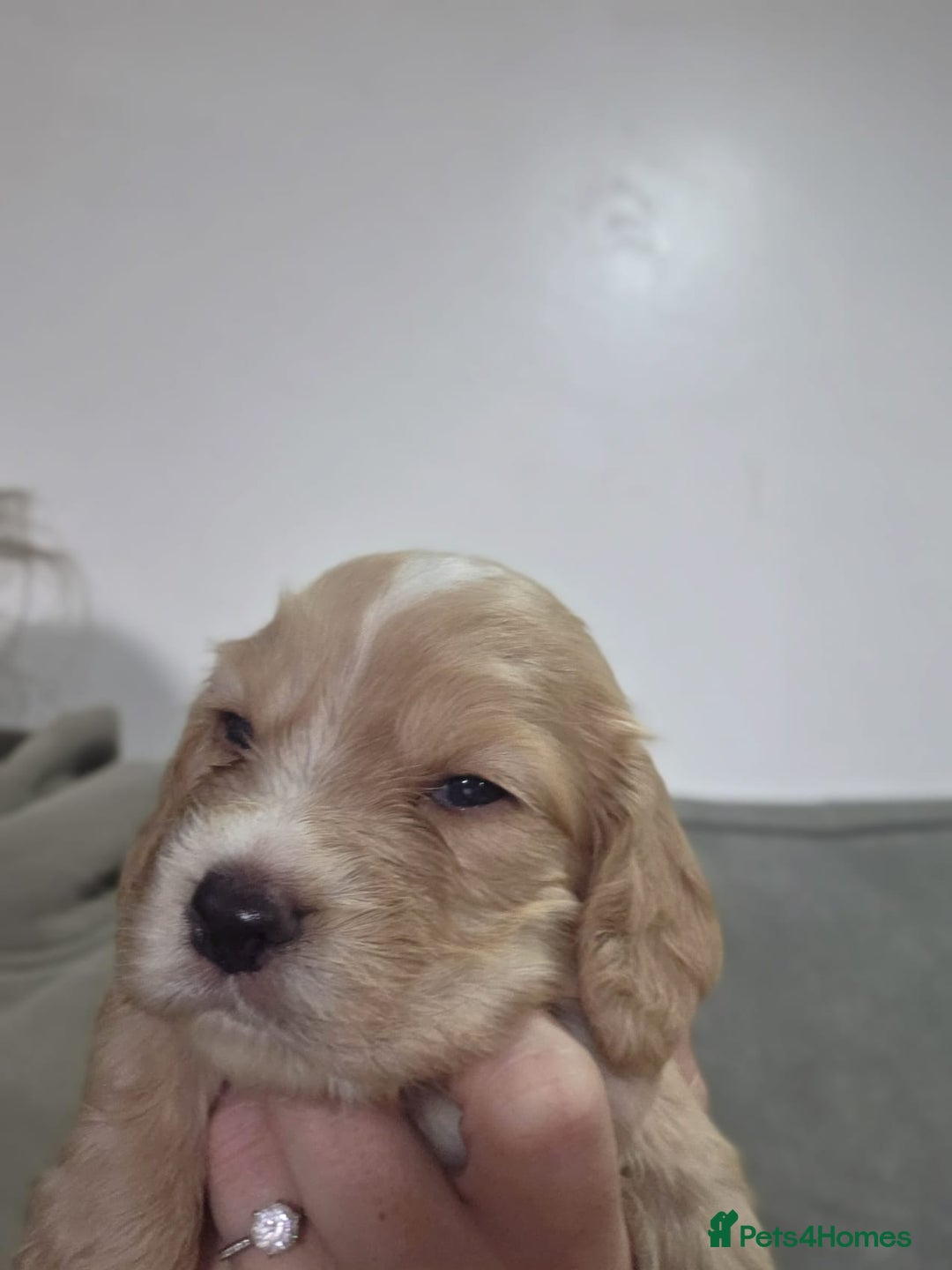 Cocker Spaniel dogs for sale: 6 week old cocker spaniel puppies  - Image 1