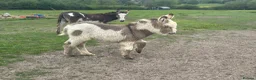 Donkey livestock for sale: STANDARD JENNY FOAL FOR SALE  - Advert 5