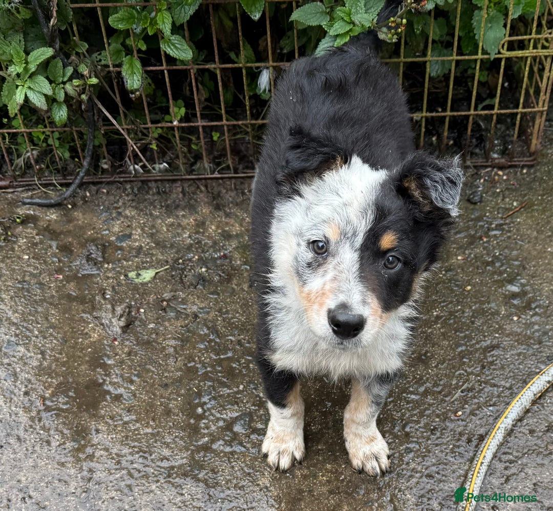 Border Collie dogs for sale: Border Collie Puppies  - Image 3
