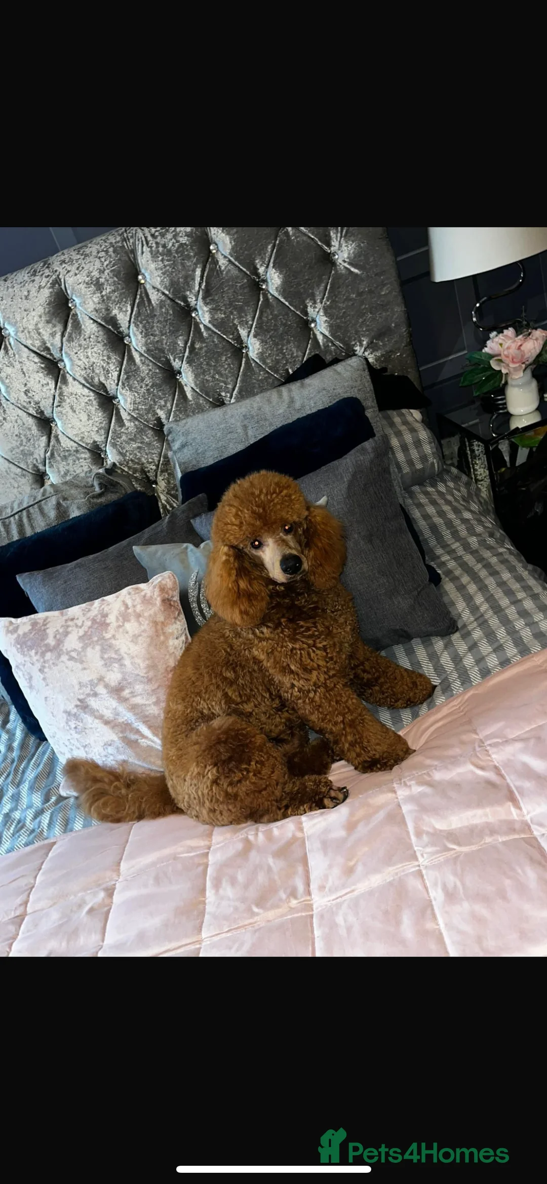 Miniature Poodle dogs for stud: Merlesque Top Gun mahogany mini poodle in Chorley - Advert 4