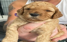 Cockapoo dogs for sale: Cockapoo Puppies for Sale - Image 5