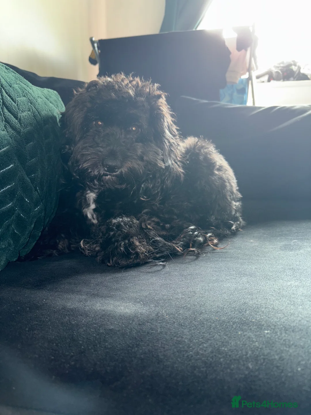 Cockapoo dogs for sale: Cockerpoo for sale  - Advert 2