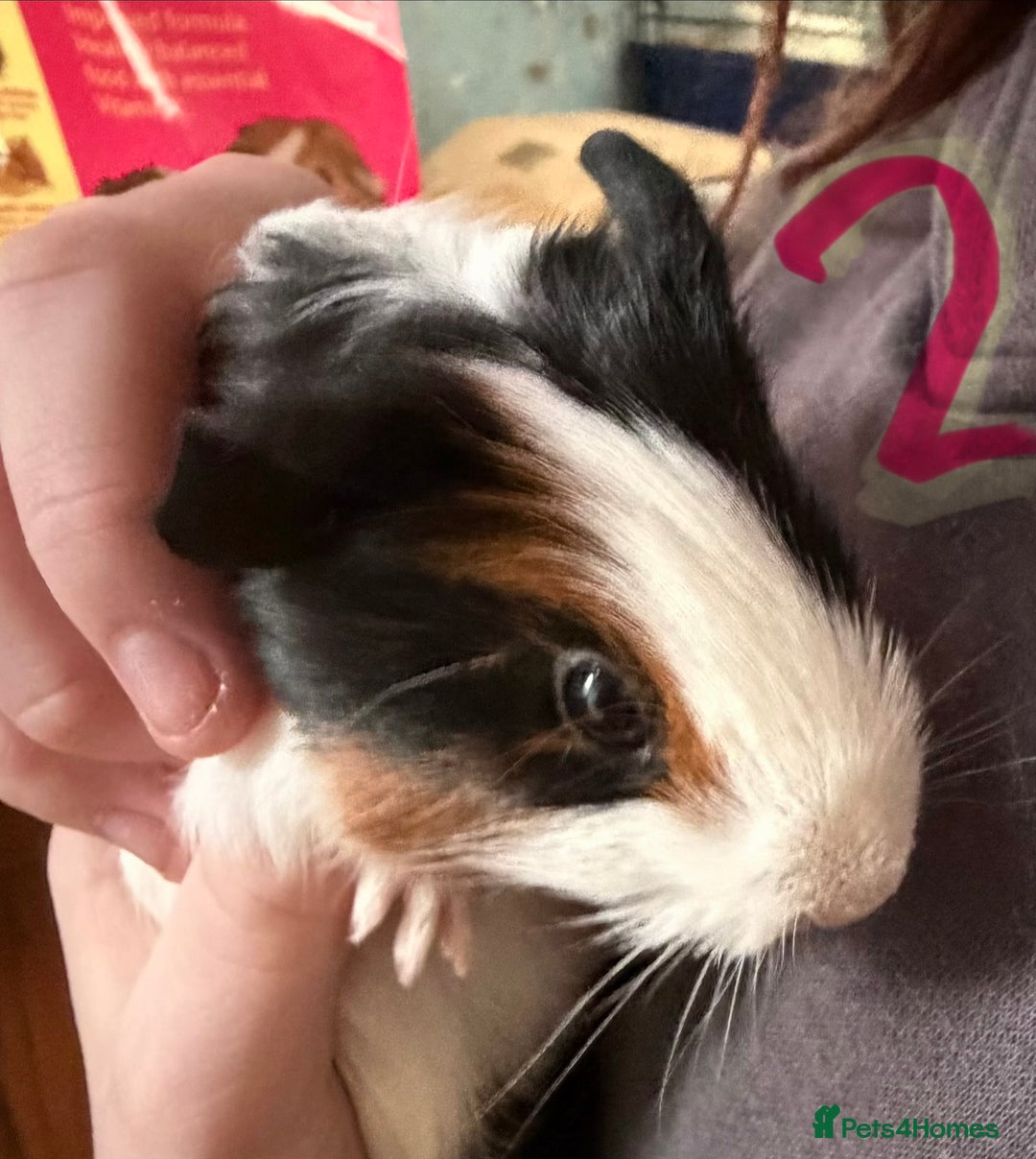 Guinea Pig rodents for sale: 1 male and 2 female baby guinea pigs  - Advert 3